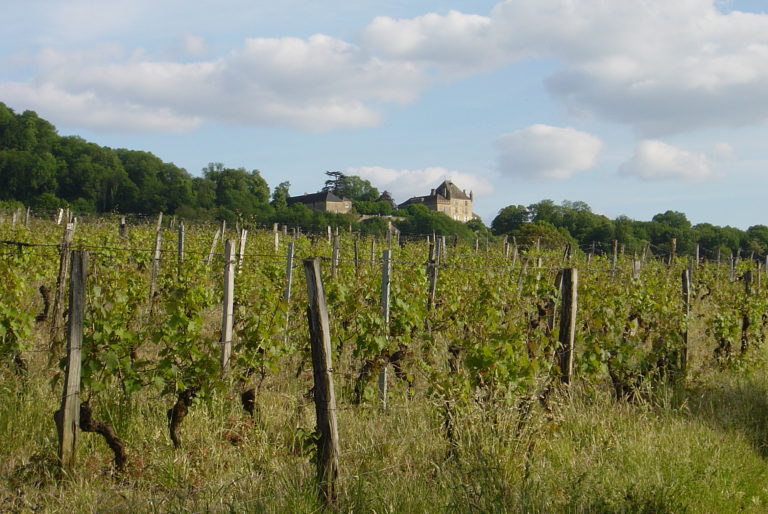 Le Château et les vignes
